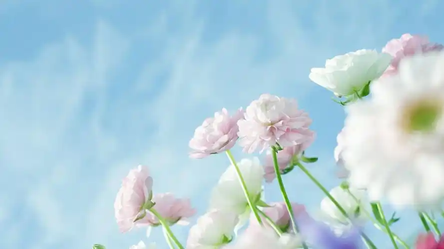 小清新养眼花卉桌面壁纸高清大图预览1920x1080_植物壁纸下载_美桌网