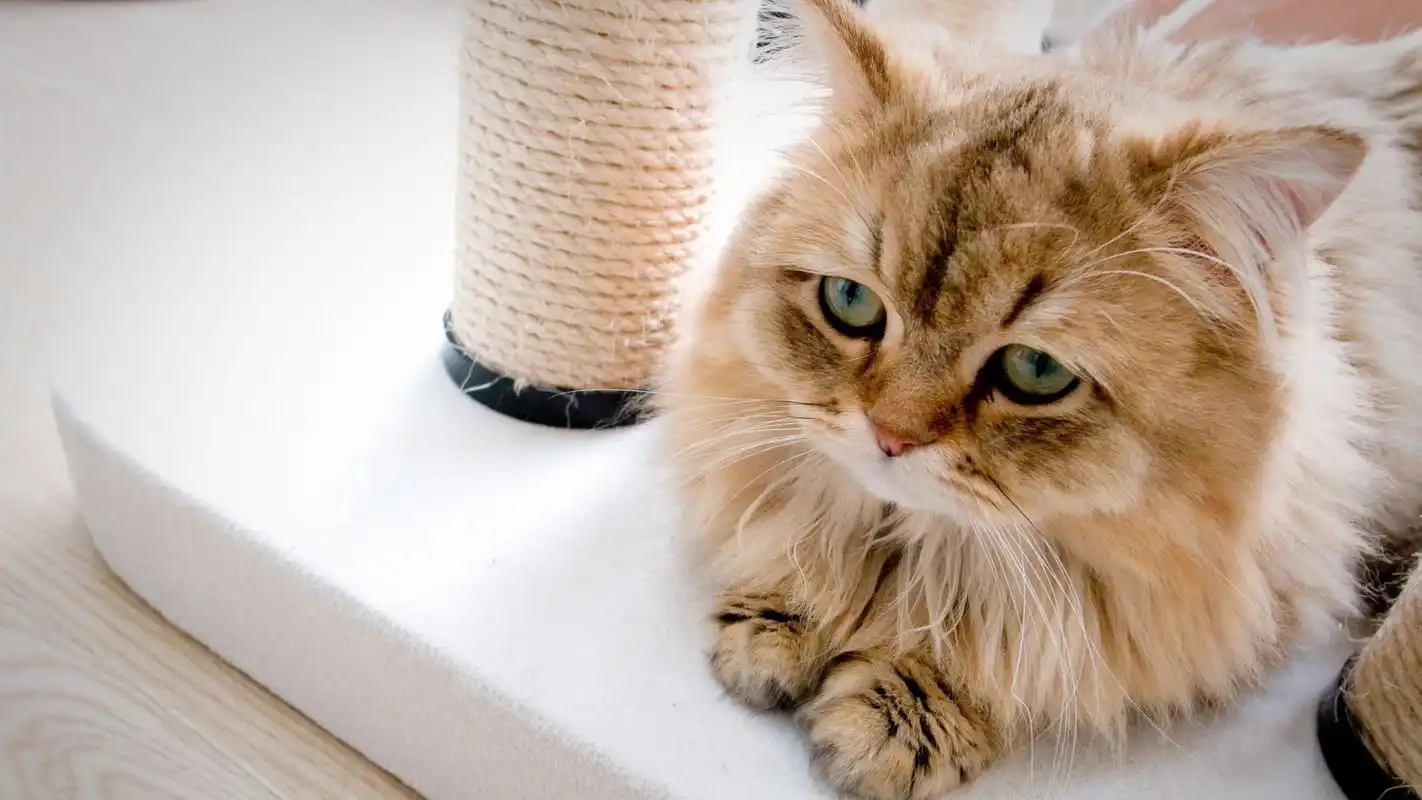 可爱猫猫唯美图片电脑高清壁纸