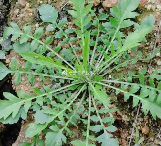 生完孩子后喝荠菜水,可防月子病荠菜祛陈寒的特殊功效,对于产妇尤其有