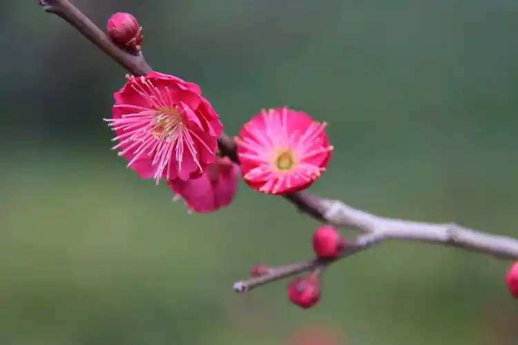 其它 超山梅花美如画 写美篇  辛丑年大年初二,在杭州临平超山风景区
