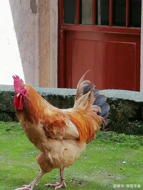 大公鸡走起路来威武雄壮