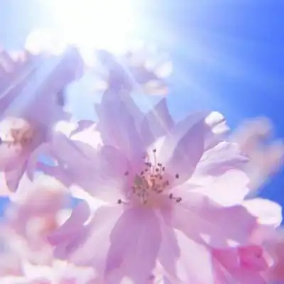 风水头像图片大全 带来好运 招财2021 - 女人微信头像!