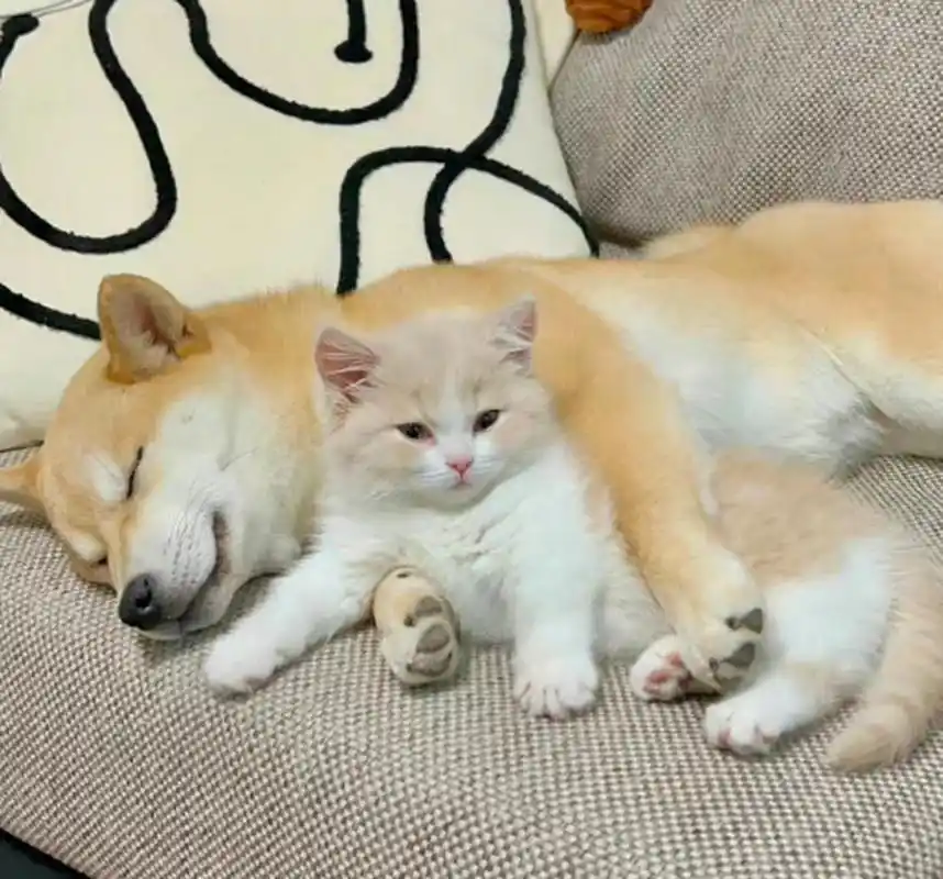 猫猫狗狗贴贴好和谐的一幕