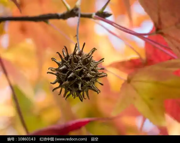 北美枫香树圆球形头状果序