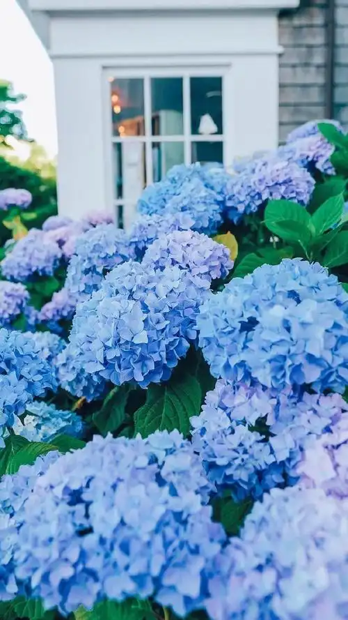 花团锦簇的清新唯美花朵,高清图片,手机壁纸