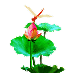 蜻蜓·荷﹏﹏﹏﹏﹏﹏﹏﹏﹏﹏﹏﹏﹏﹏﹏﹏﹏﹏﹏﹏﹏﹏文/王紫(美国