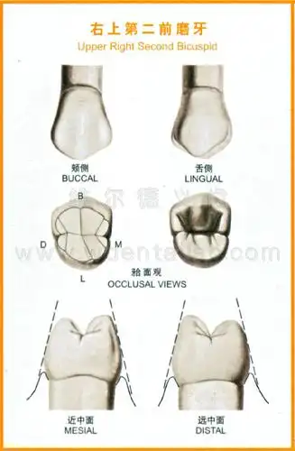 牙齿解剖形态图
