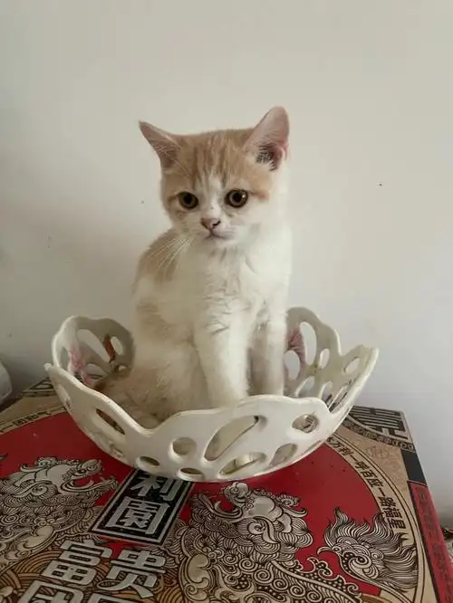 加菲橘猫混血小奶猫找领养啦-成都