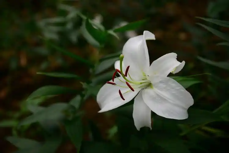 娇媚百合花图片花卉鲜花百合花百合