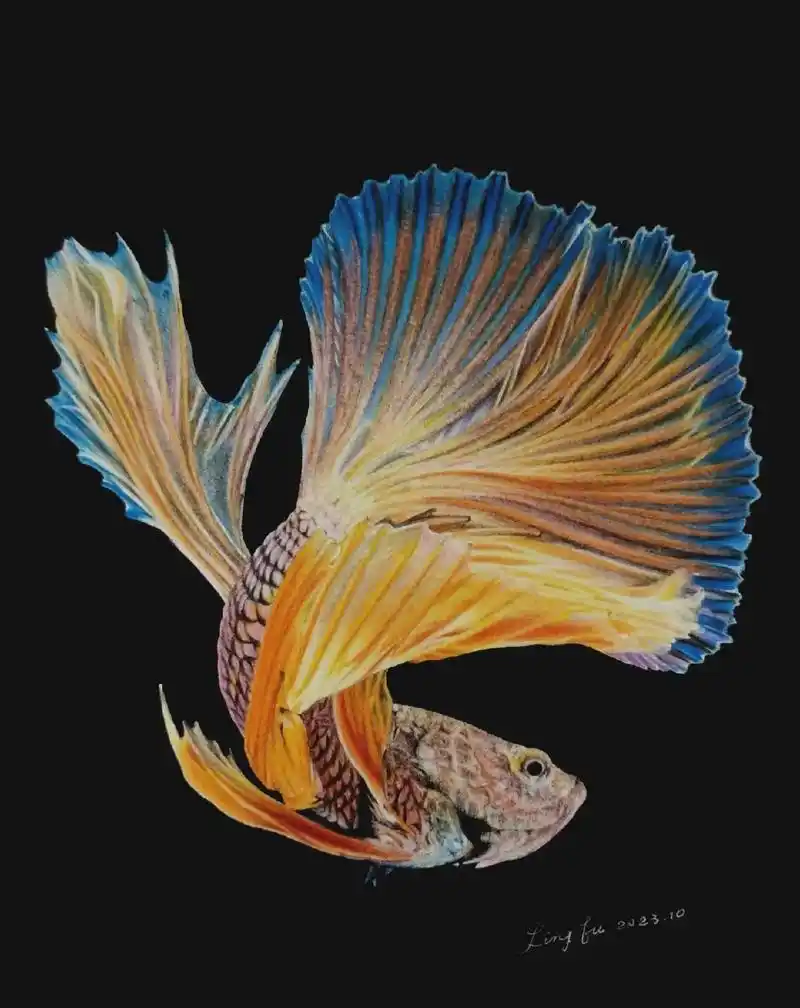 彩铅手绘:泰国斗鱼#彩铅 #画画 #手绘 #鱼 #一起学画画 - 抖音