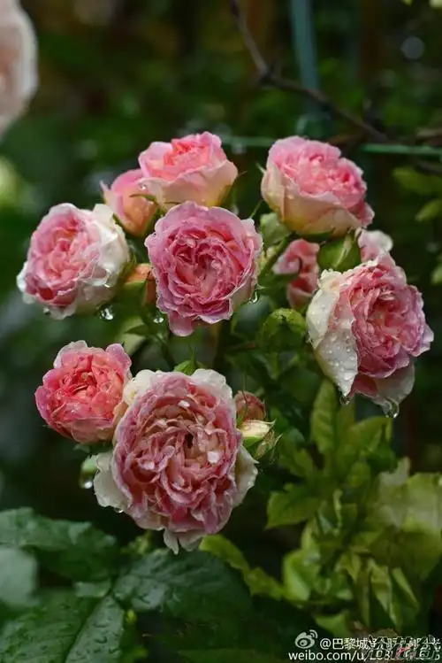 小魔女甜心,果然魔性 - 月季,蔷薇,铁线莲 浴花谷论坛