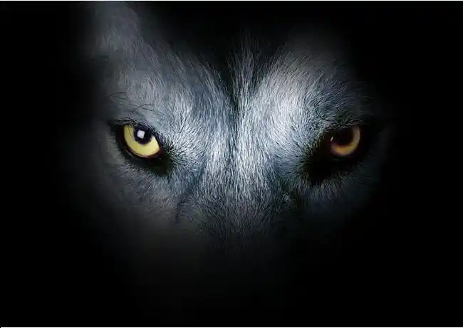 为了你的光明,我甘愿沉入无边永夜