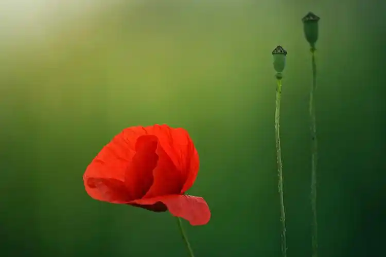 红色的罂粟花图片鲜花花朵罂粟花花的特写罂粟