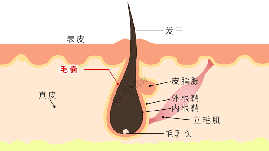 头发长会吸收身体营养并不是你想的那样
