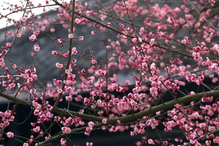 遇见,那一树红梅花开