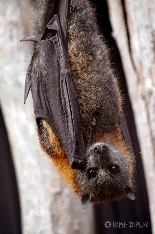 澳大利亚蝙蝠
