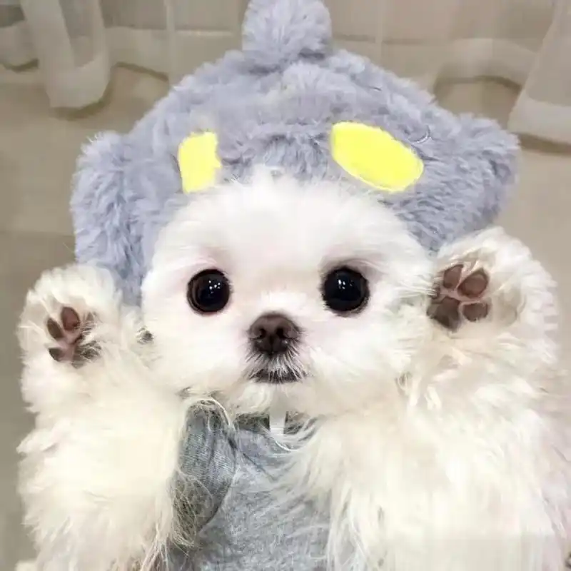 快来get今日份可爱头像!#创作灵感 #萌宠头像 #狗狗 # - 抖音