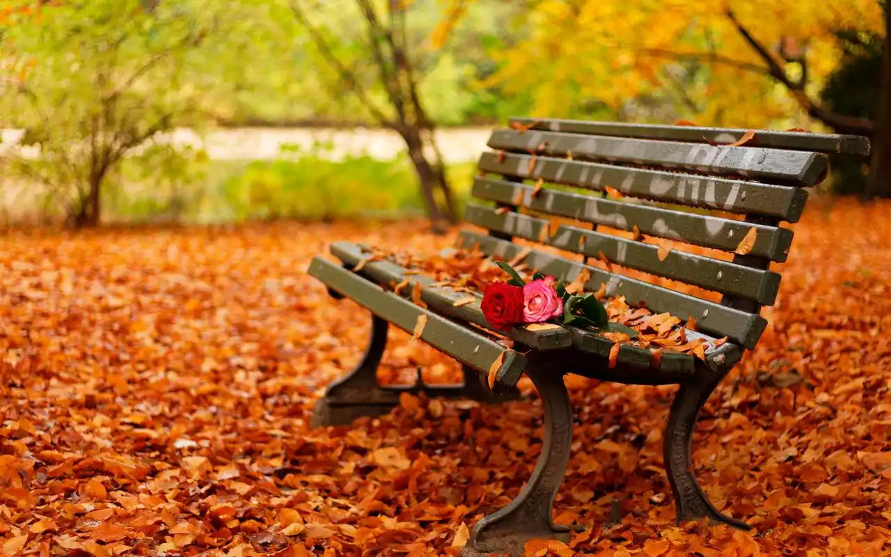 望着在秋风中翻滚的落叶唯美养眼风景电脑壁纸