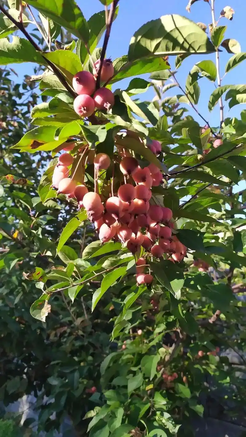 海棠果 春天海棠花特别美,秋天红红的果子更是招人爱,这么好的 - 抖音