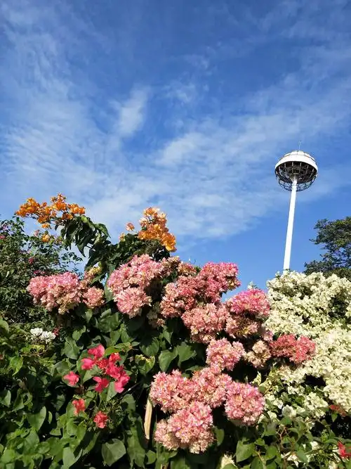 园博园美景2018.11.15日实拍图