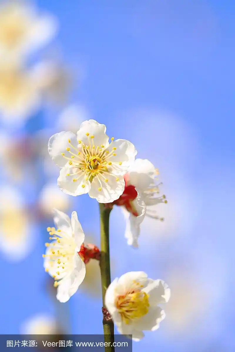 天空,明亮,日本,梅花,蓝色