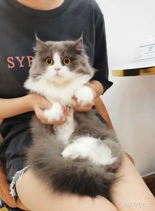 宁波猫舍 主营布偶,矮脚,英短 - 知乎