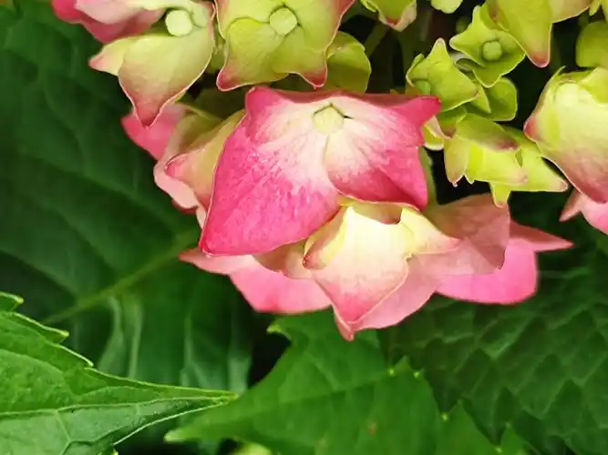 【原创首发】彩色绣球花