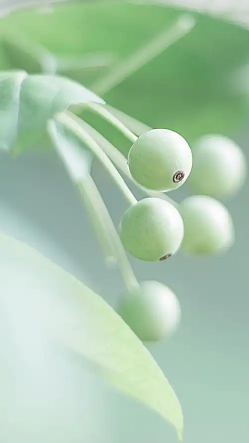 绿色小清新高清手机壁纸图片