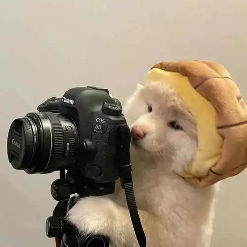 头像喜欢这些简单的微信头像