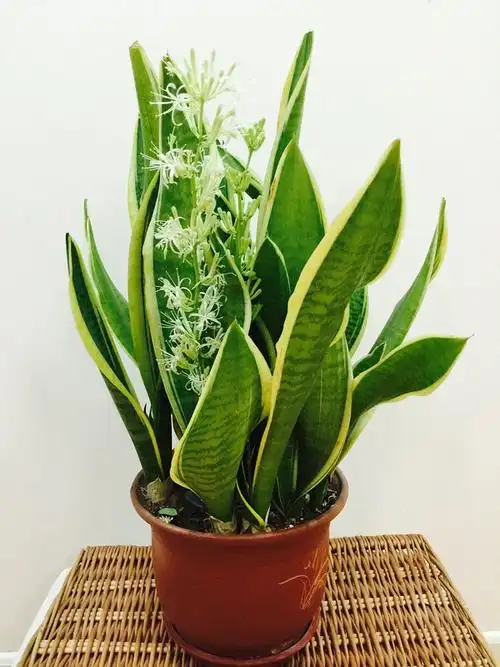 我的金边虎皮兰开花啦