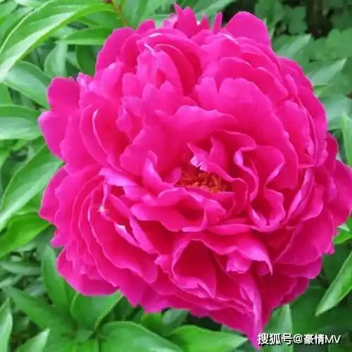 好看花朵微信头像潇洒艳丽的牡丹花图片