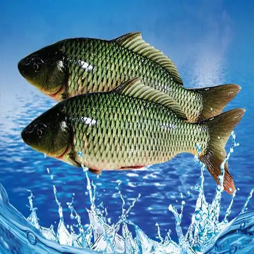 新鲜淡水鱼鲤鱼 生态水产养殖 绿色健康