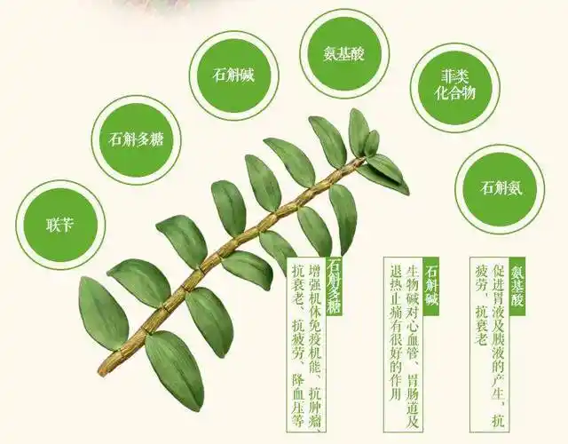 石斛的功效与作用,奇效全解析!你知道几种?_铁皮_人体_人们