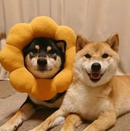 萌萌哒狗狗情侣头像一对_头像图片_扣扣乐园