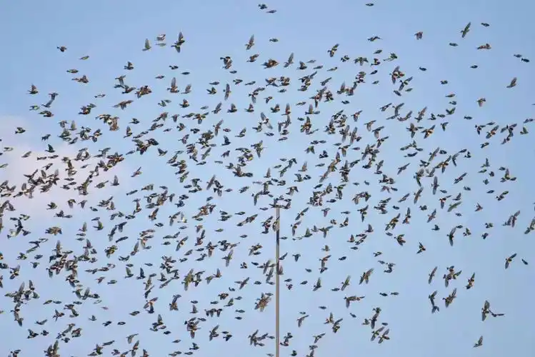 数万只燕雀"聚会"天桥岭林区场面壮观