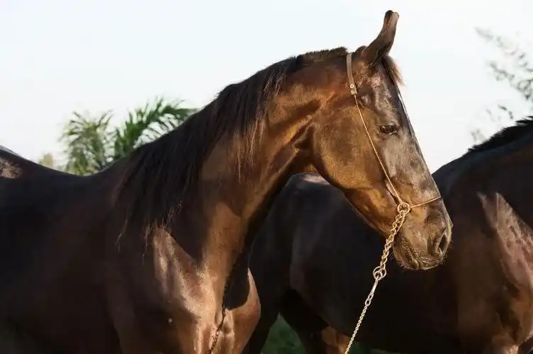黑色马瓦里母马