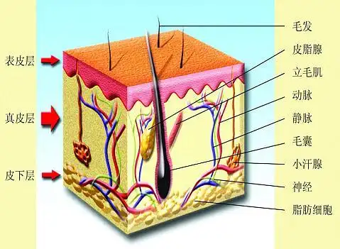 毛囊结构图