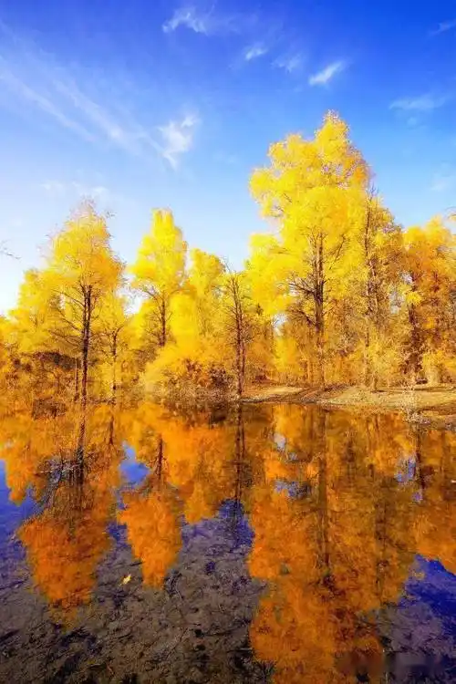 金色的沙漠秋天的胡杨林震撼美景与绚丽色彩给我们带来大自然的是胡杨