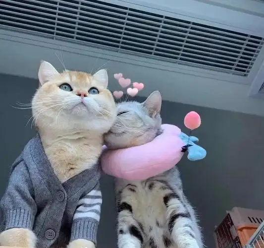 两组神仙猫咪情侣头像来啦嗯呐