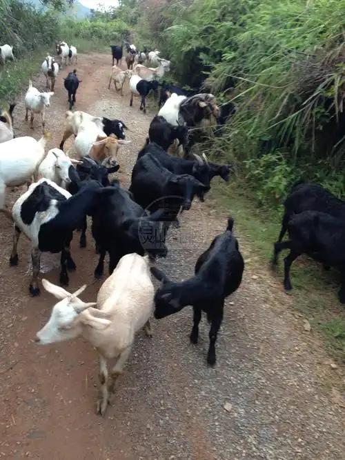 出售- 灵山家园网 - powered by discuz!