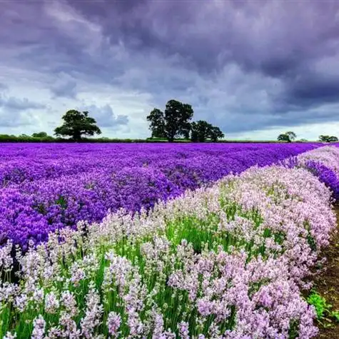 一片唯美的自然景色风景头像