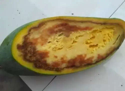 好好的芒果,切开全烂了!原因竟然是它!(必看)