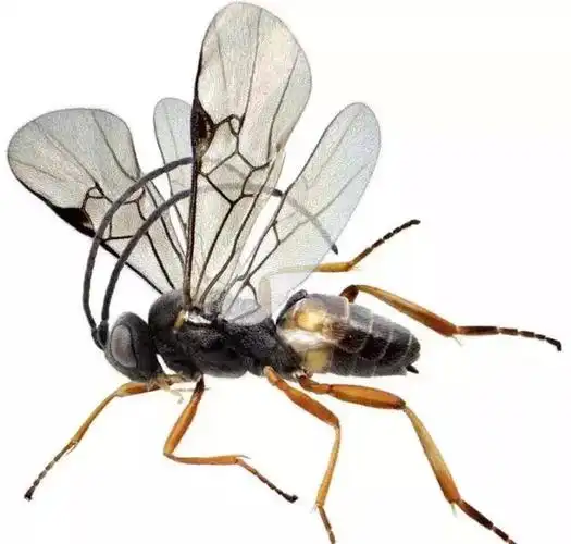 常见天敌昆虫大全(附图)