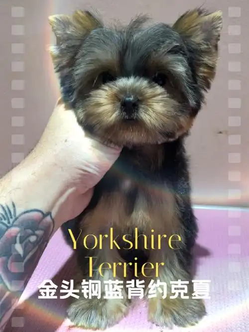 金头钢蓝背约克夏有那么一点点可爱