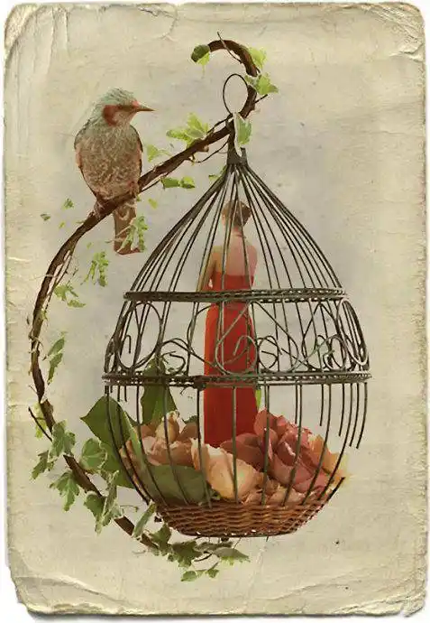 囚鸟,每个人都是笼中鸟,身不由己