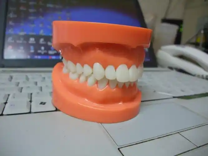 跨境专供标准牙颌 牙齿模型 成人牙齿标准模型 医生口腔礼品