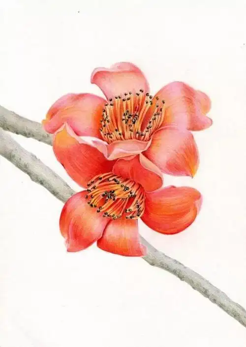 简单易学的木棉花彩铅画教程