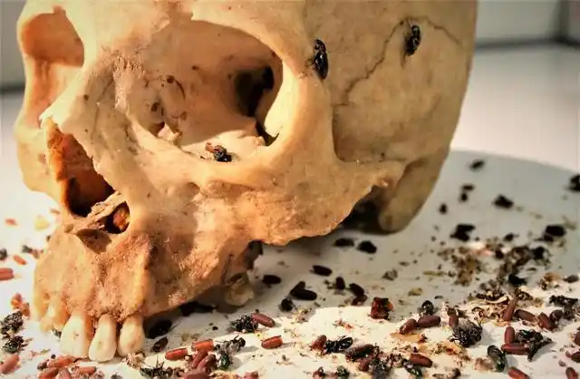 尸体是如何变成白骨的死亡其实是一场生命大爆发但人嗪鼙