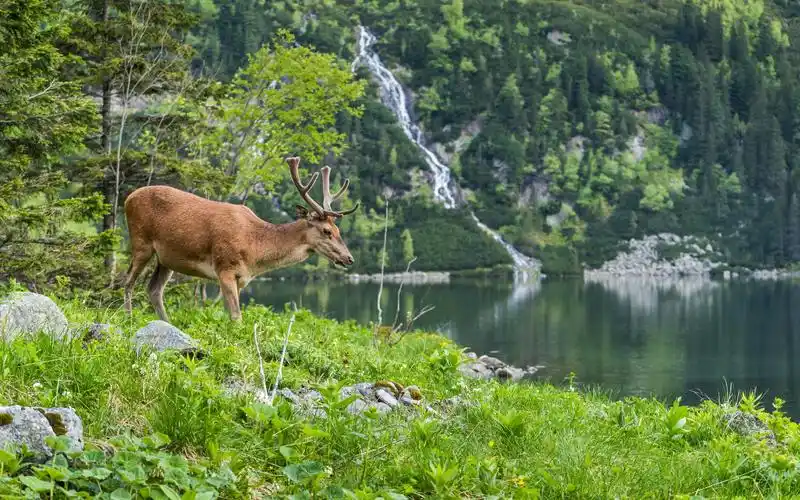 野生梅花鹿图片,高清图片,电脑桌面-壁纸族