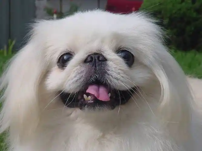 京巴狗的优点和缺点:以前的贵族狗,为什么现在没什么人喜欢?